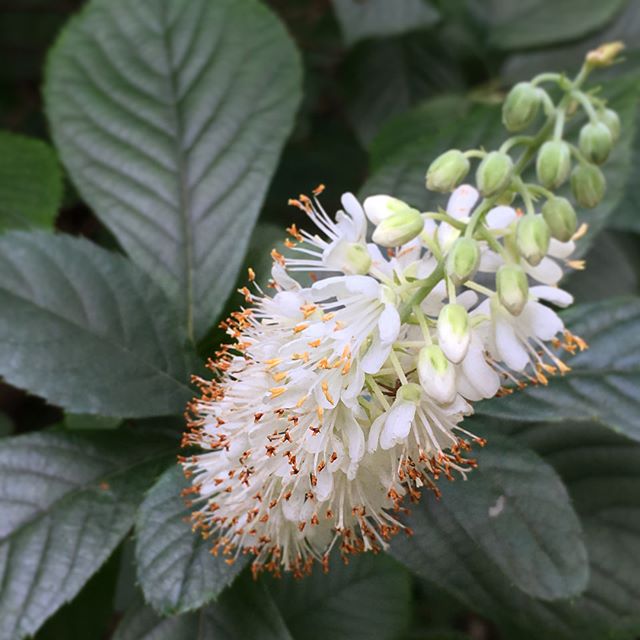 Clethra alnifolia: One of the few plants that can be identified sight unseen. Aptly called #summersweet, these native woodland shrubs put forth masses of sweet-scented racemes in mid- to late-summer. The flowers are so fragrant that, when hiking, you