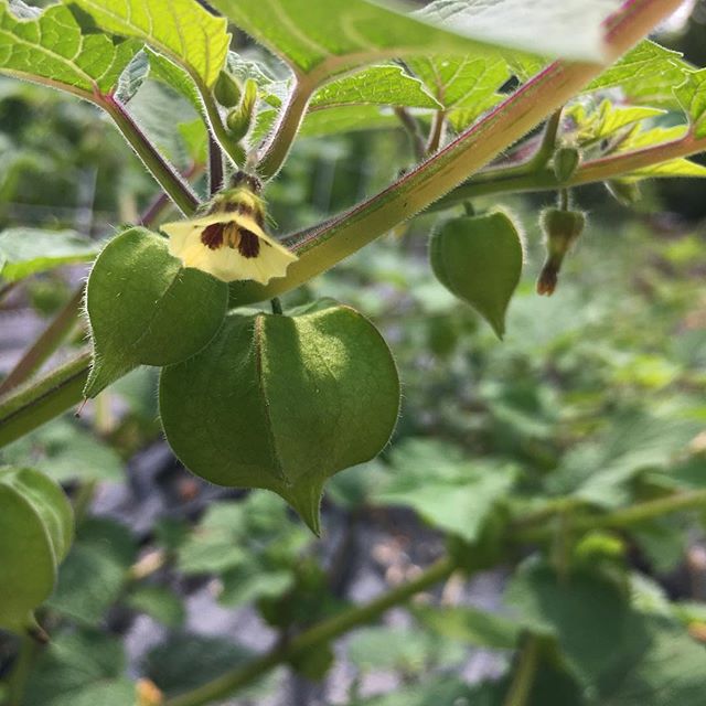 The ground cherries are finally taking off...Can't wait for them to ripen!
#groundcherryobsessed #organicgarden #physalis #groundcherries #heirloomseeds #auntmolly #backyardgarden #growyourown