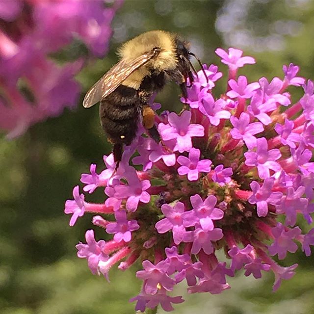 10 reasons to love Verbena bonariensis. It's:
1) beautiful
2) useful to pollinators
3) tolerant of hot, sunny conditions
4) self-sowing
5) free of any pest or disease problems
6) perfect for filling gaps in the garden
7) easy to grow from seed
8) fre