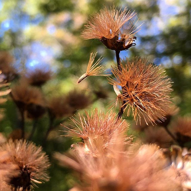 Out collecting ironweed seeds, I was about to harvest this infructescence but became engrossed watching one little Vernonia seed, suspended mid-launch, waiting for another breeze to carry it off. There's something beautiful and amazing about the seed