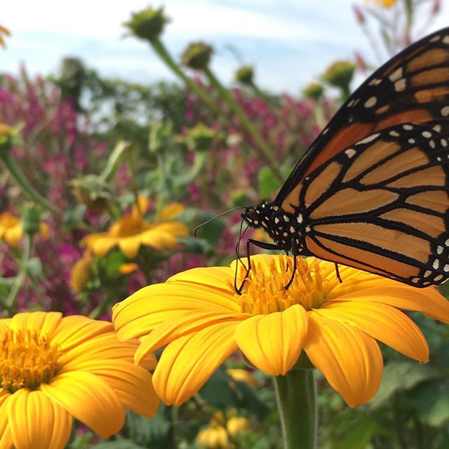 Almost mid-October, but these heat-loving summer annuals are still going strong. Love to grow Tithonia as a late-season nectar plant, and Celosia just because it's stunning...
.
.
#organicgardening #tithonia #summerflowers #nectarplant #monarchbutter