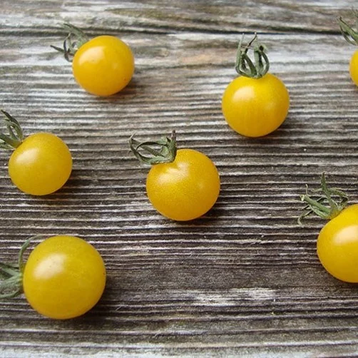 'Lemon Drop' is super prolific, producing tons of delicious, cheerful cherry tomatoes.
