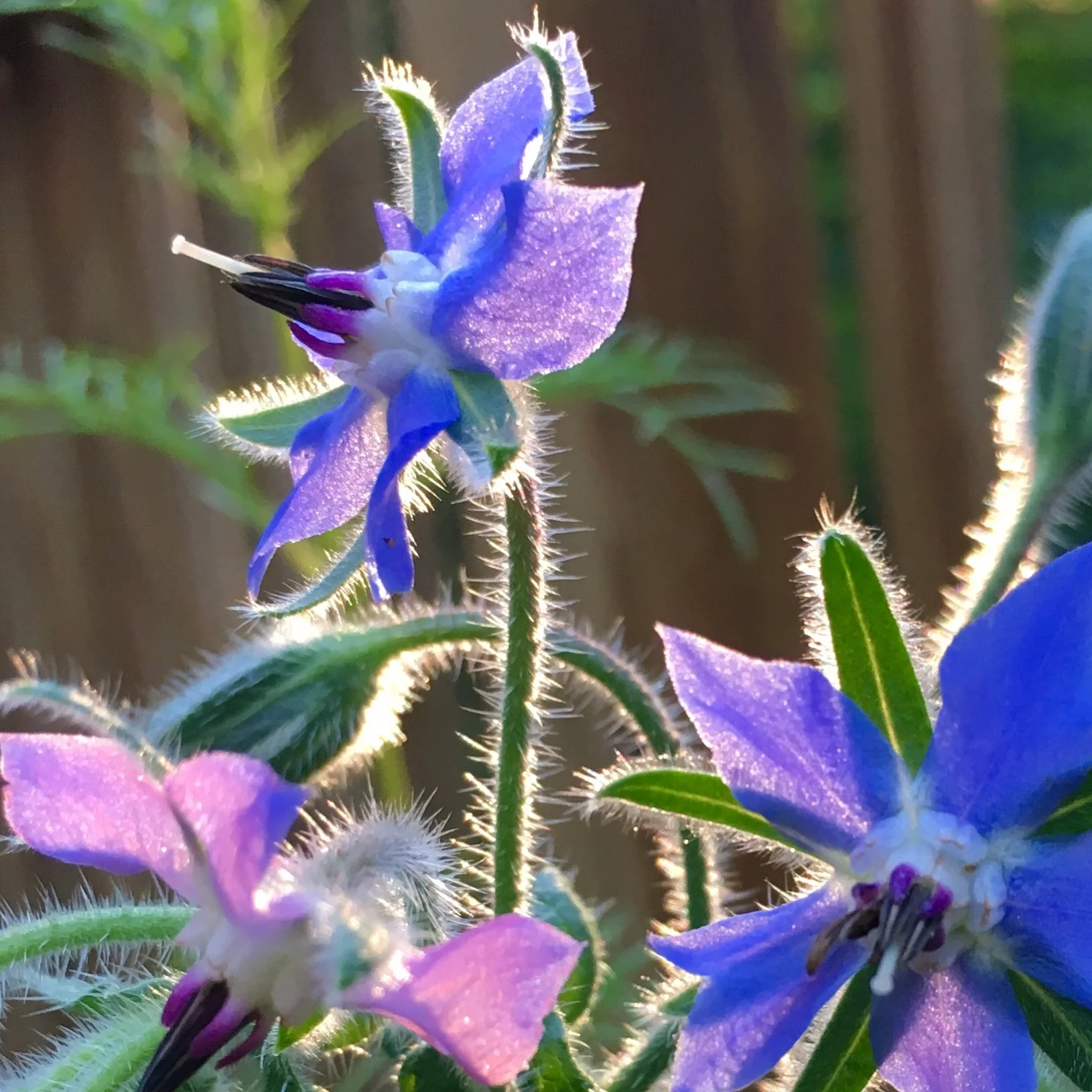 Borage flowers showing blue, pink, and purple hues in the evening sun.
