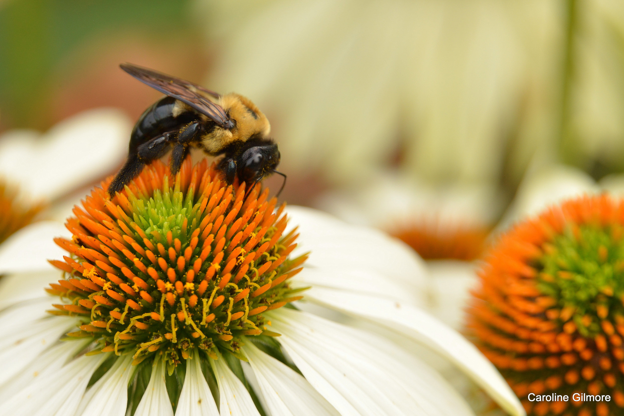 KDB + Bull City Cool Pollinator Garden Installation