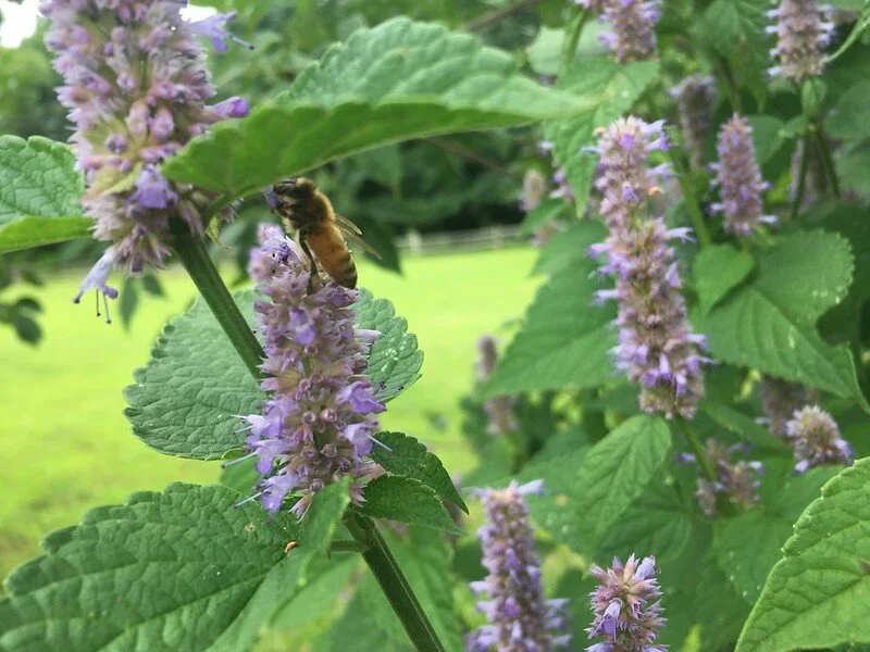 The Benefits of Gardening for Mental Health and the Earth