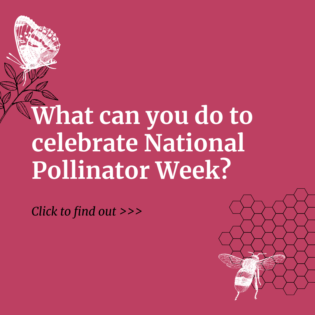 Copy of National Pollinator Week- DBC webpage.png