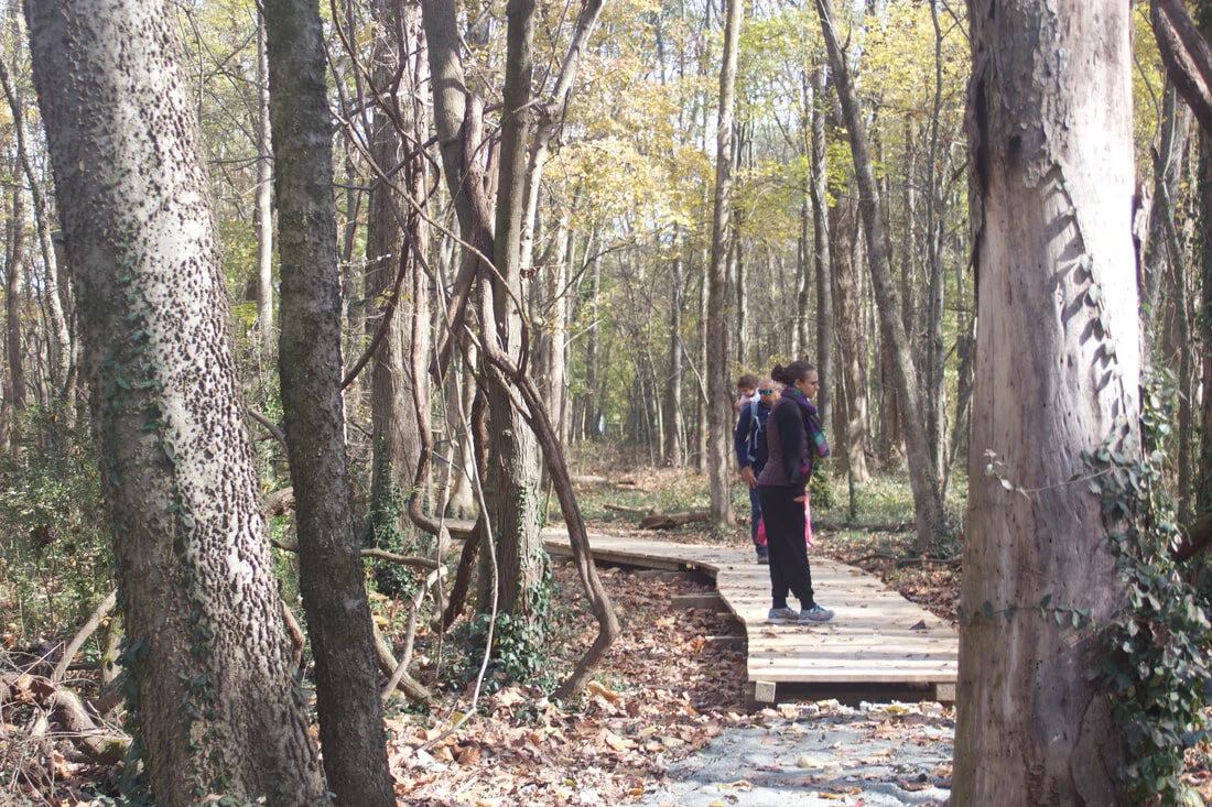 17 ACRE WOOD BIRD WALK