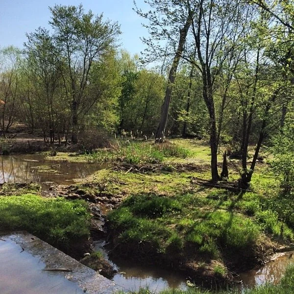 Third Fork Cleanup at Courtland Drive
