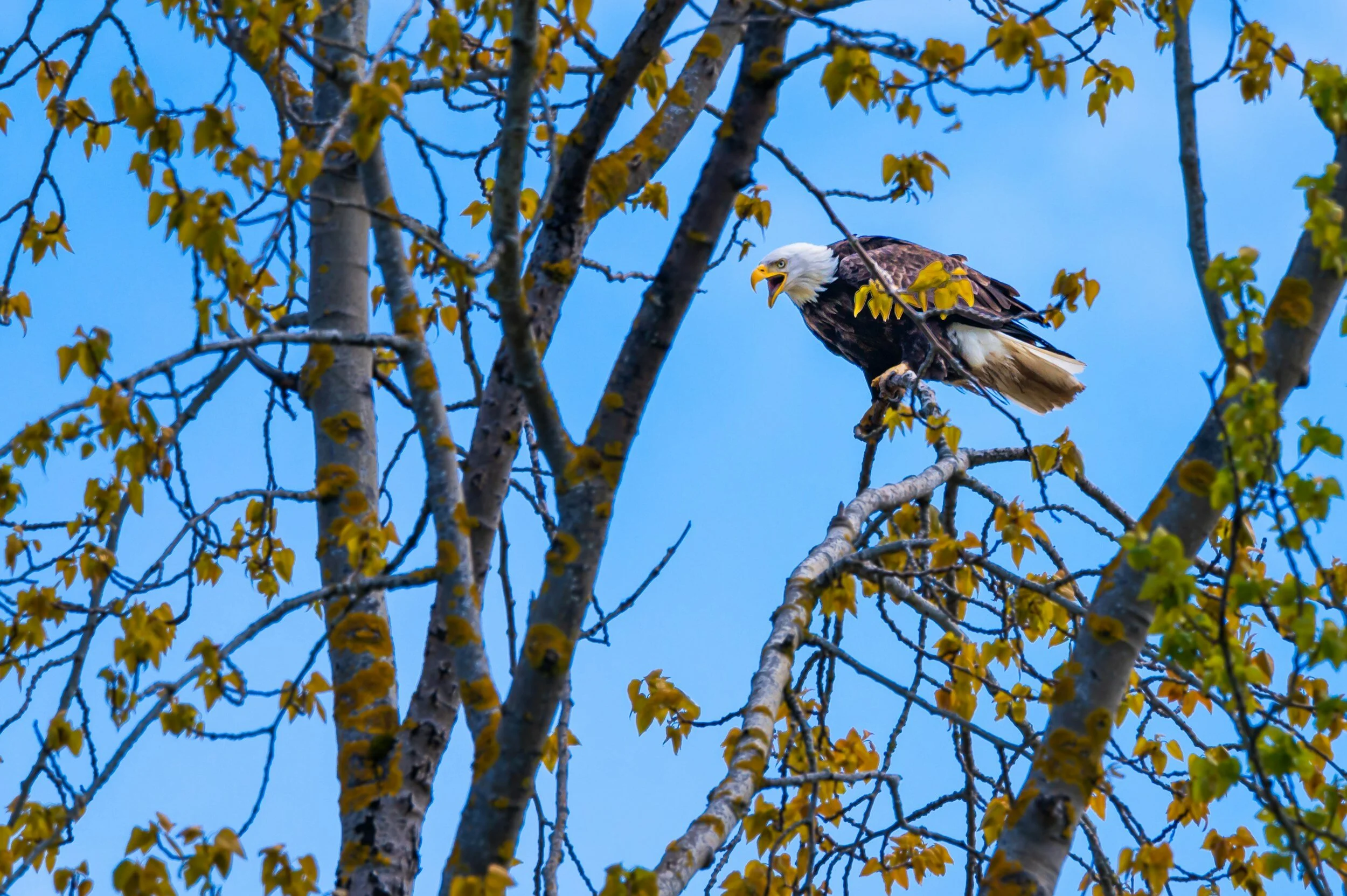 Jordan Lake Bald Eagle Paddle