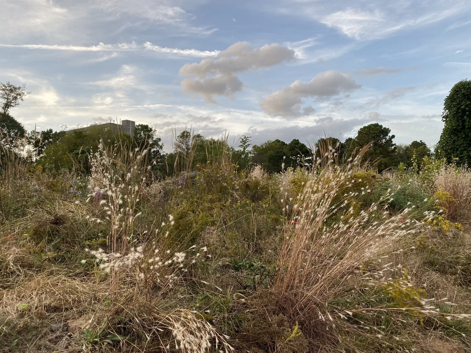 Native Prairie Workday with Extra Terrestrial Projects