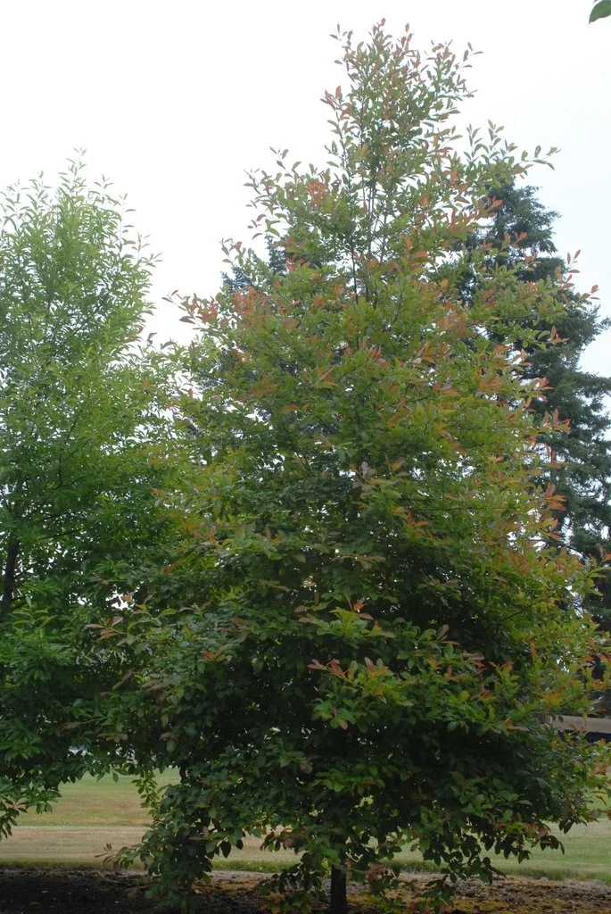 Small tree with reddish new leaves emerging from green crown Nyssa sylvatica 'Wildfire' Full Form Jim Robbins CC BY-NC-ND 4.0.jpg