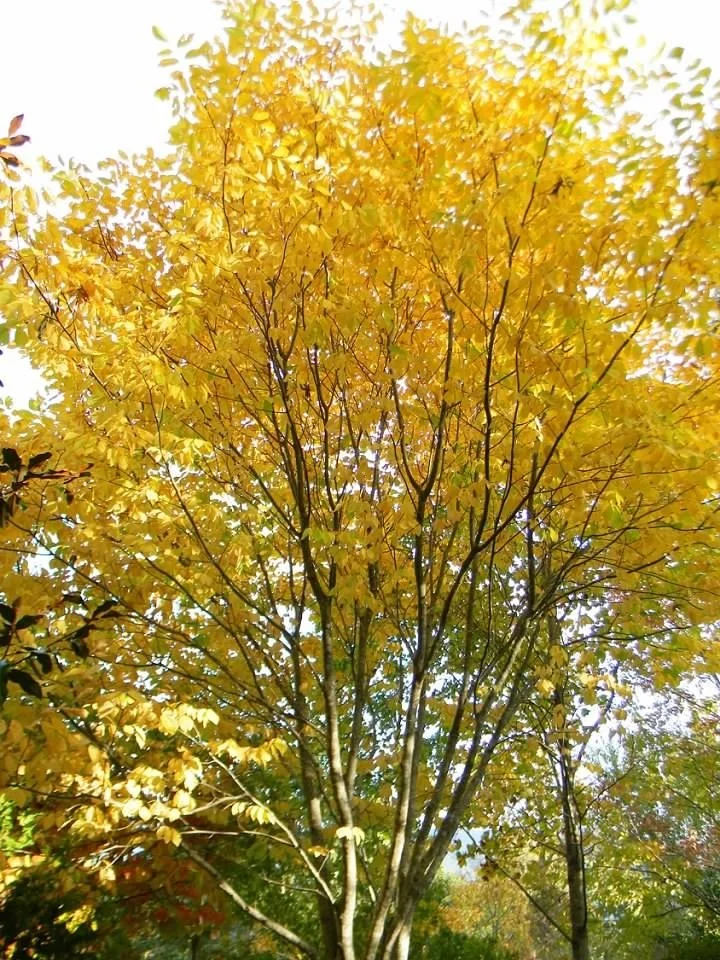 Form - Fall - Buncombe Co NC Form - Fall - Buncombe Co NC Randy Harter CC BY 4.0.jpeg