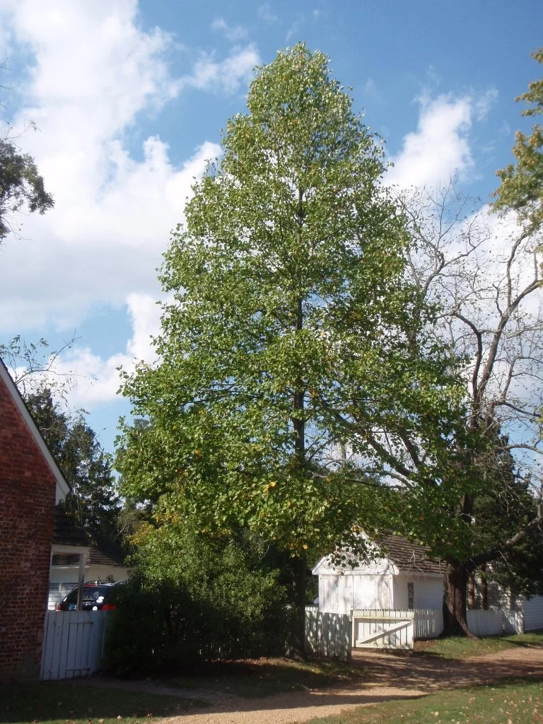 Form Form Jim Robbins CC BY-NC-ND 4.0.jpeg