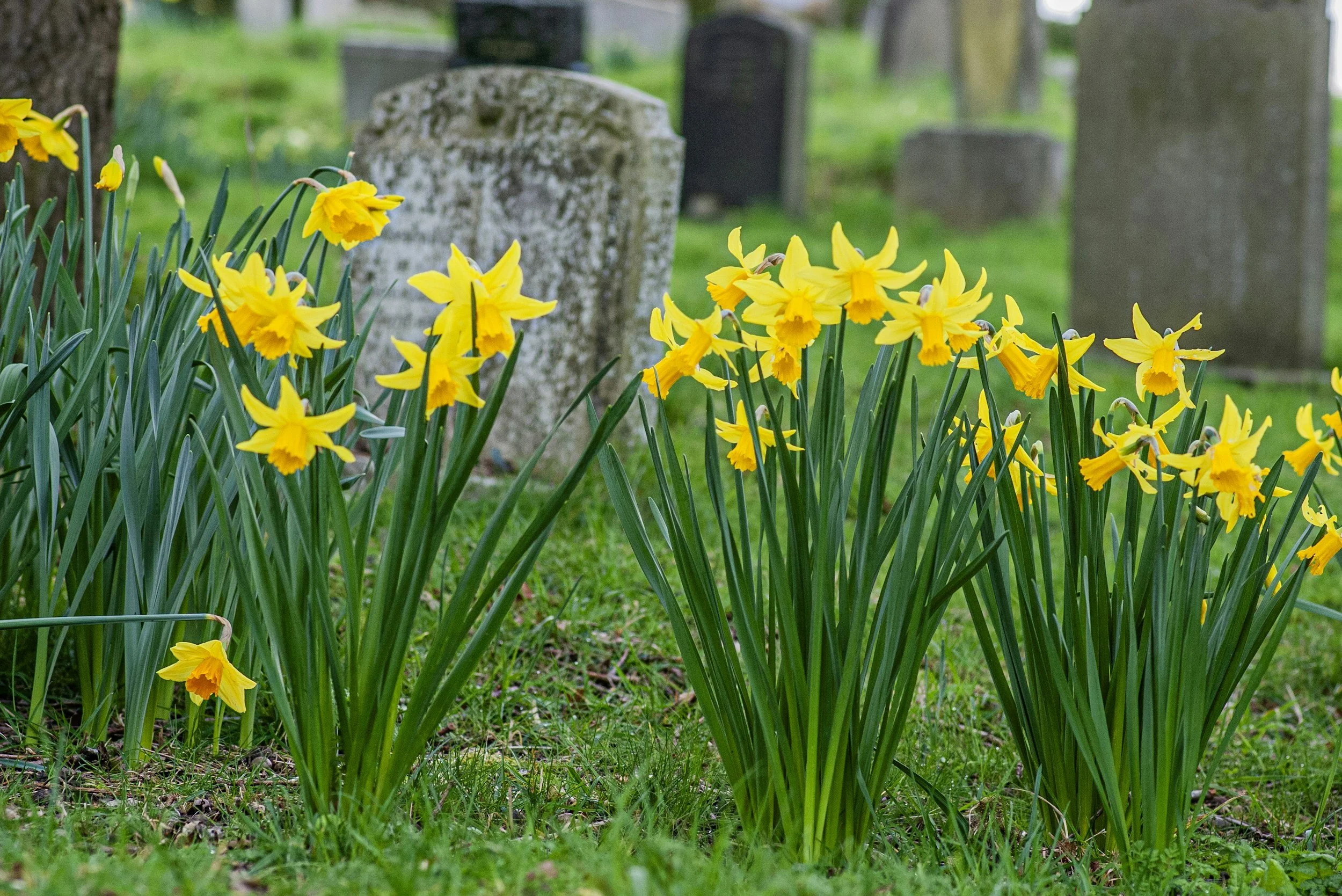 Valentine's Day Bulb Planting at Erwin Mills Cemetery
