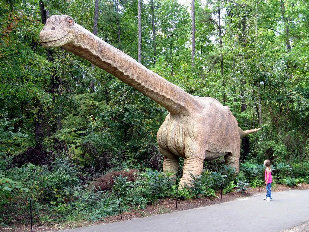 Invasive Plant Removal at Museum of Life &amp; Science Campus