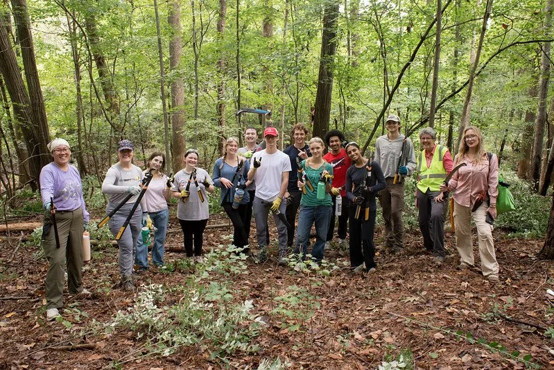 Invasive Plant Removal at Briggs Ave Preserve