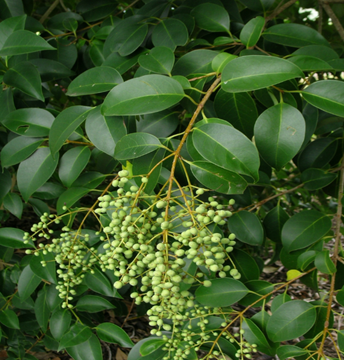Picture of Glossy Privet (Ligustrum Lucidum)