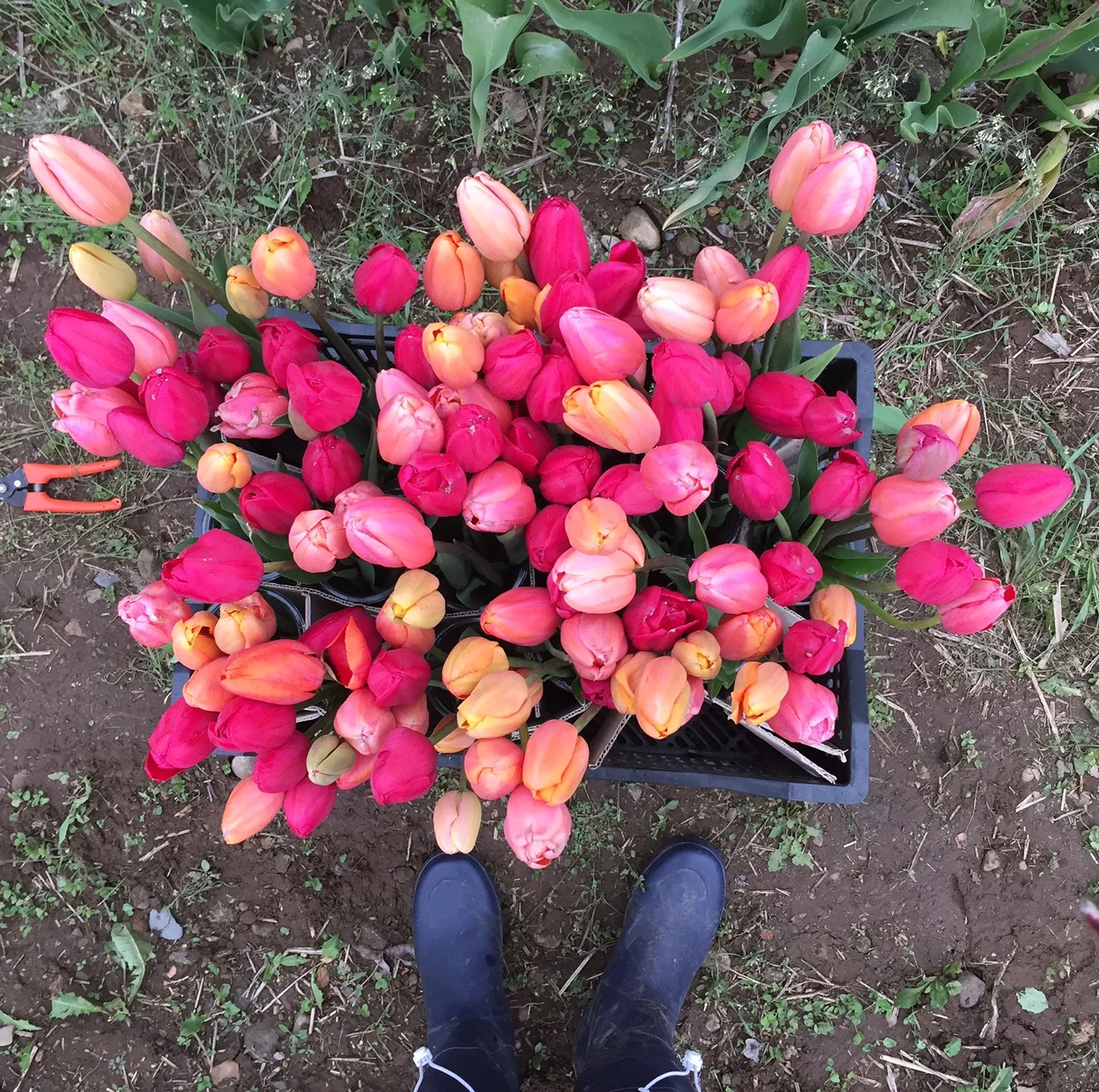 Credit: Hallie Leonard