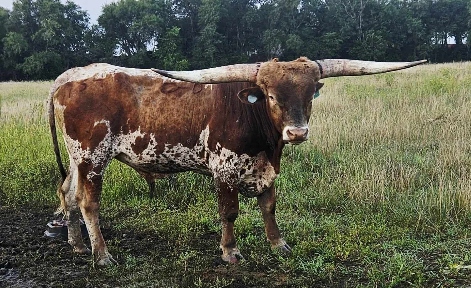 The Friend Bull