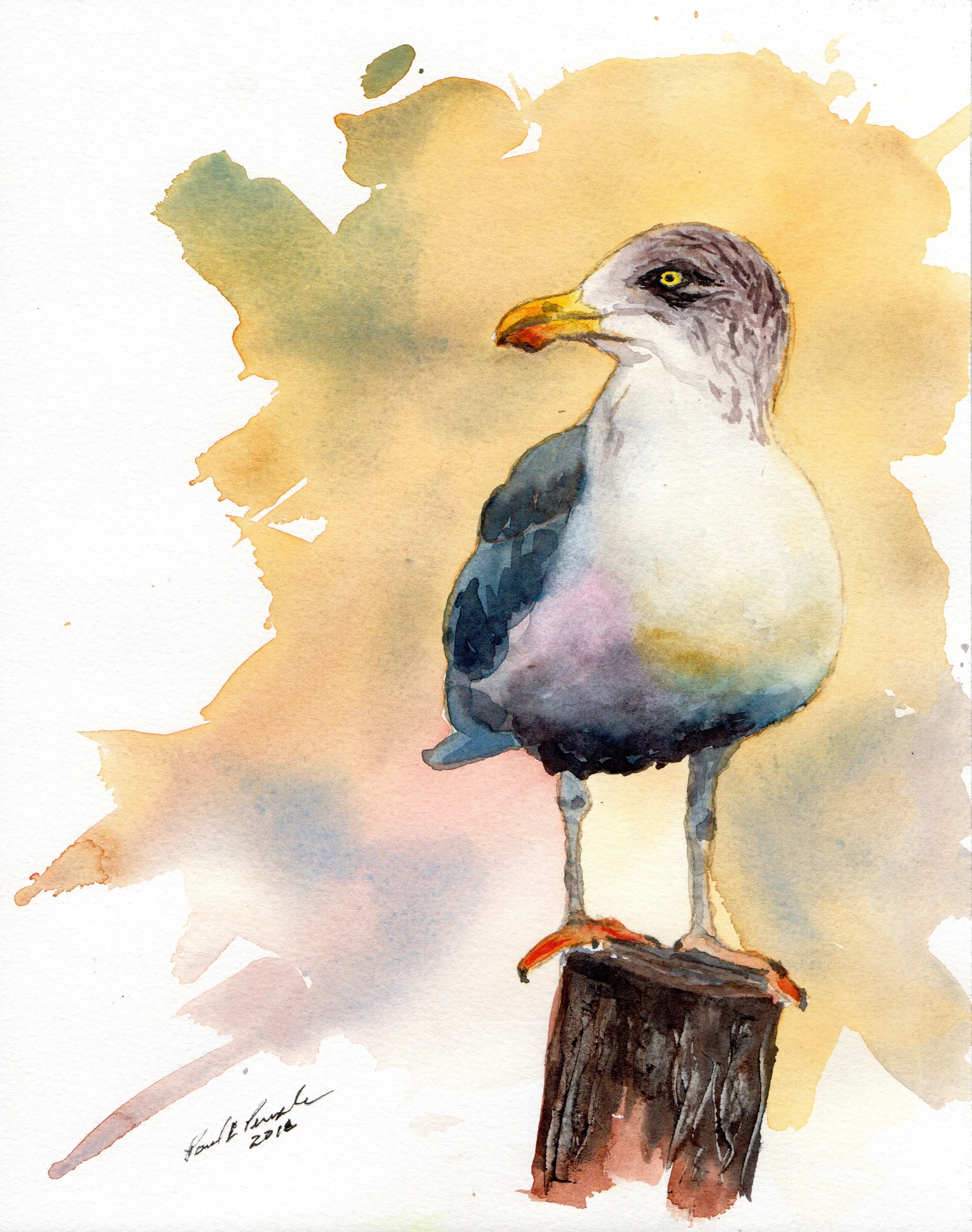 Grumpy Gull
