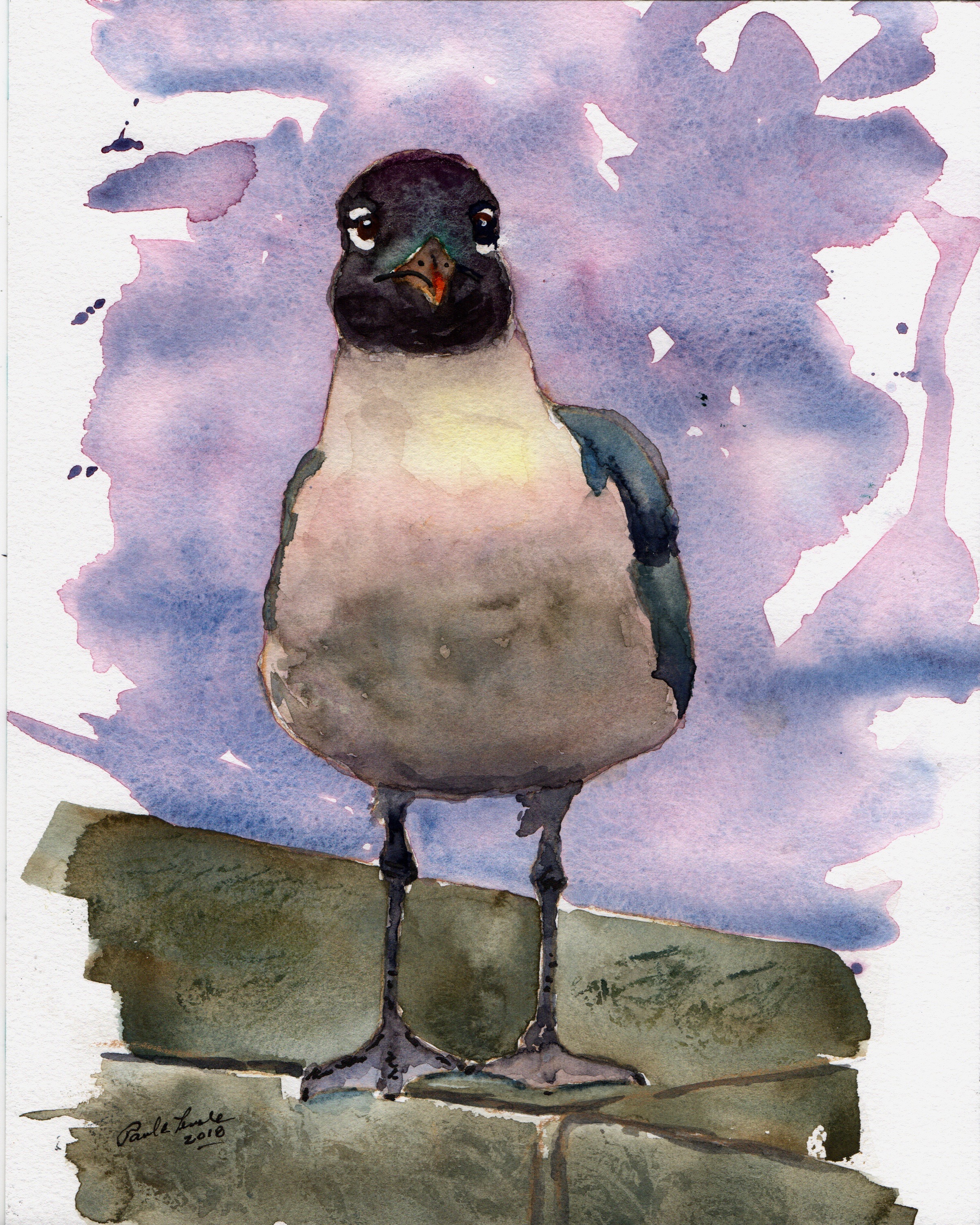 Curious Gull