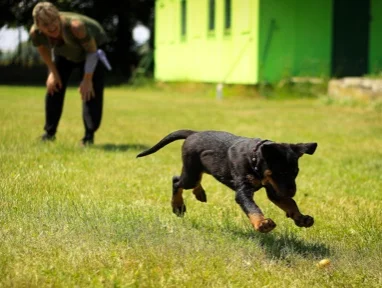 Private+Puppy+Training.jpg