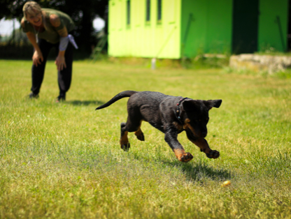 Private Puppy Training.png