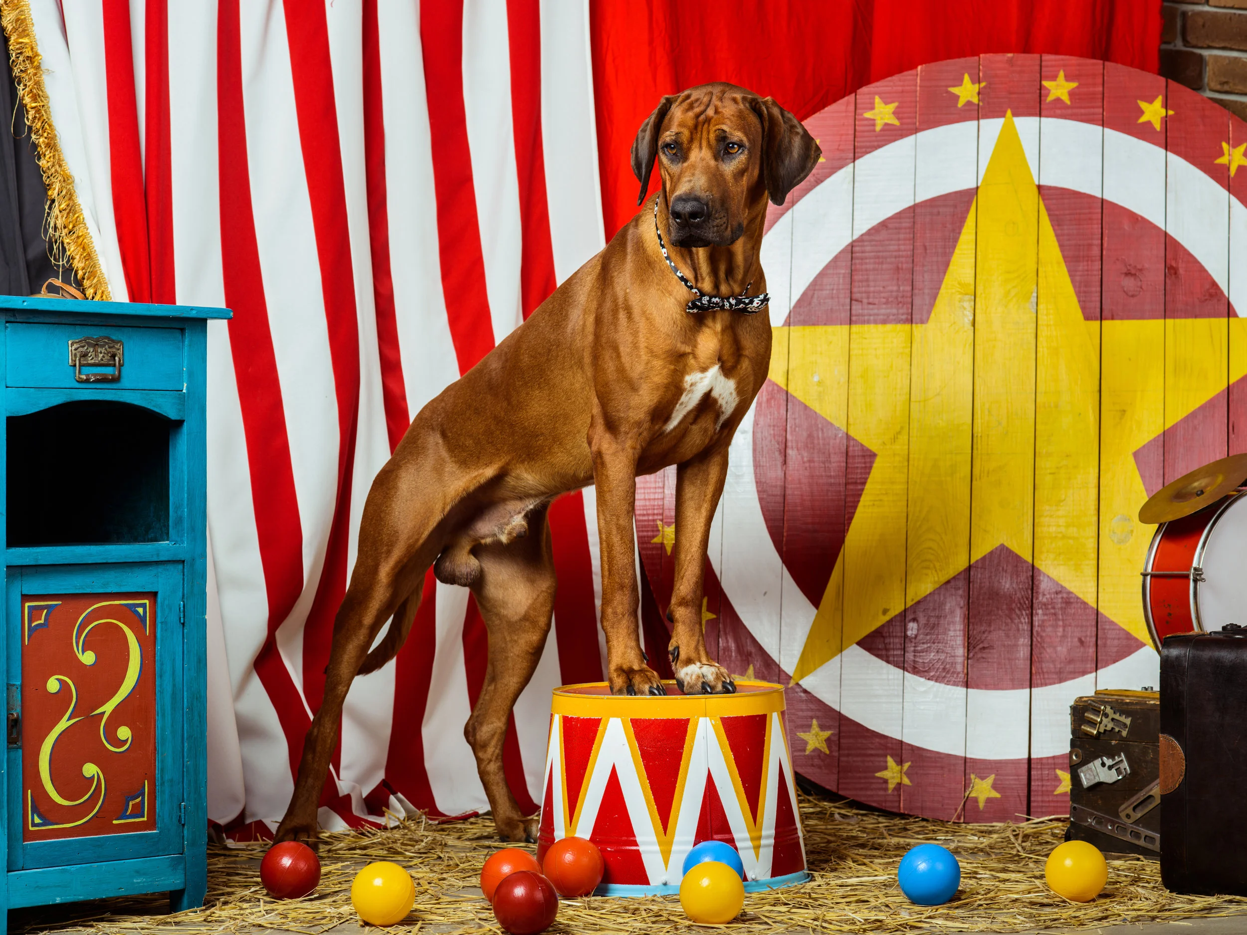 Circus Dog.jpg