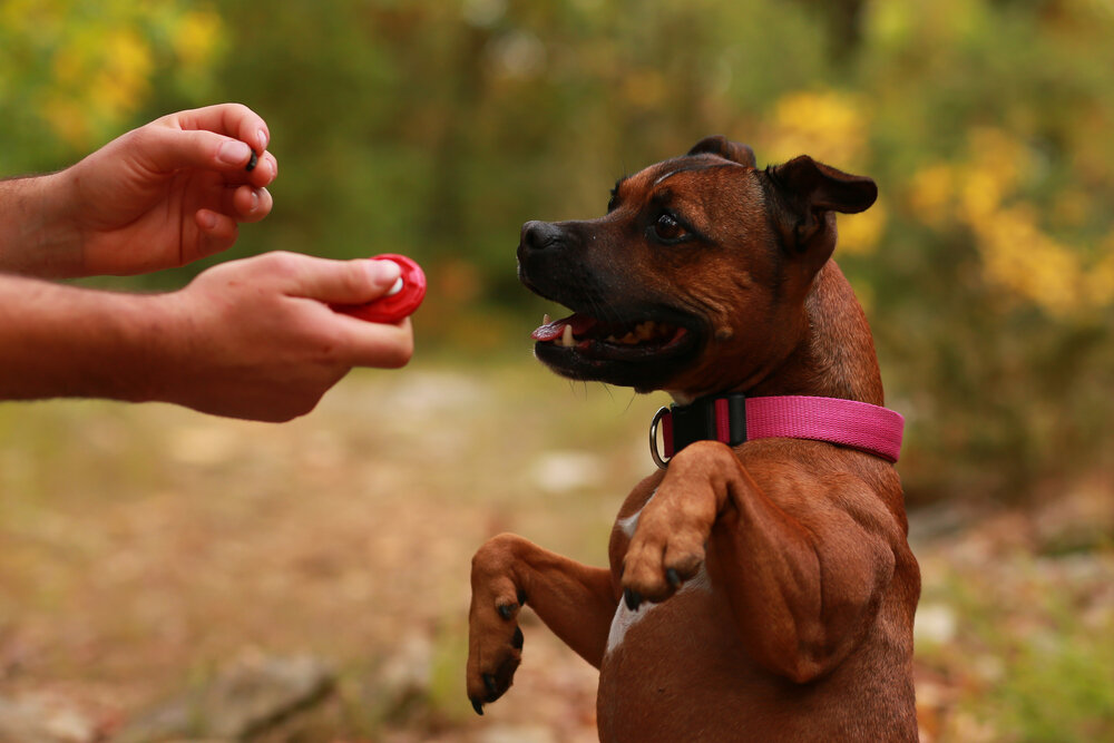 Clicker dog.jpg