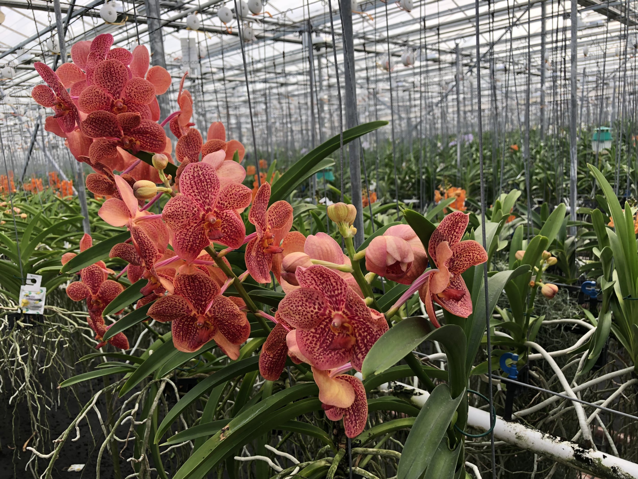 Anco Pure Vanda - The Kissters