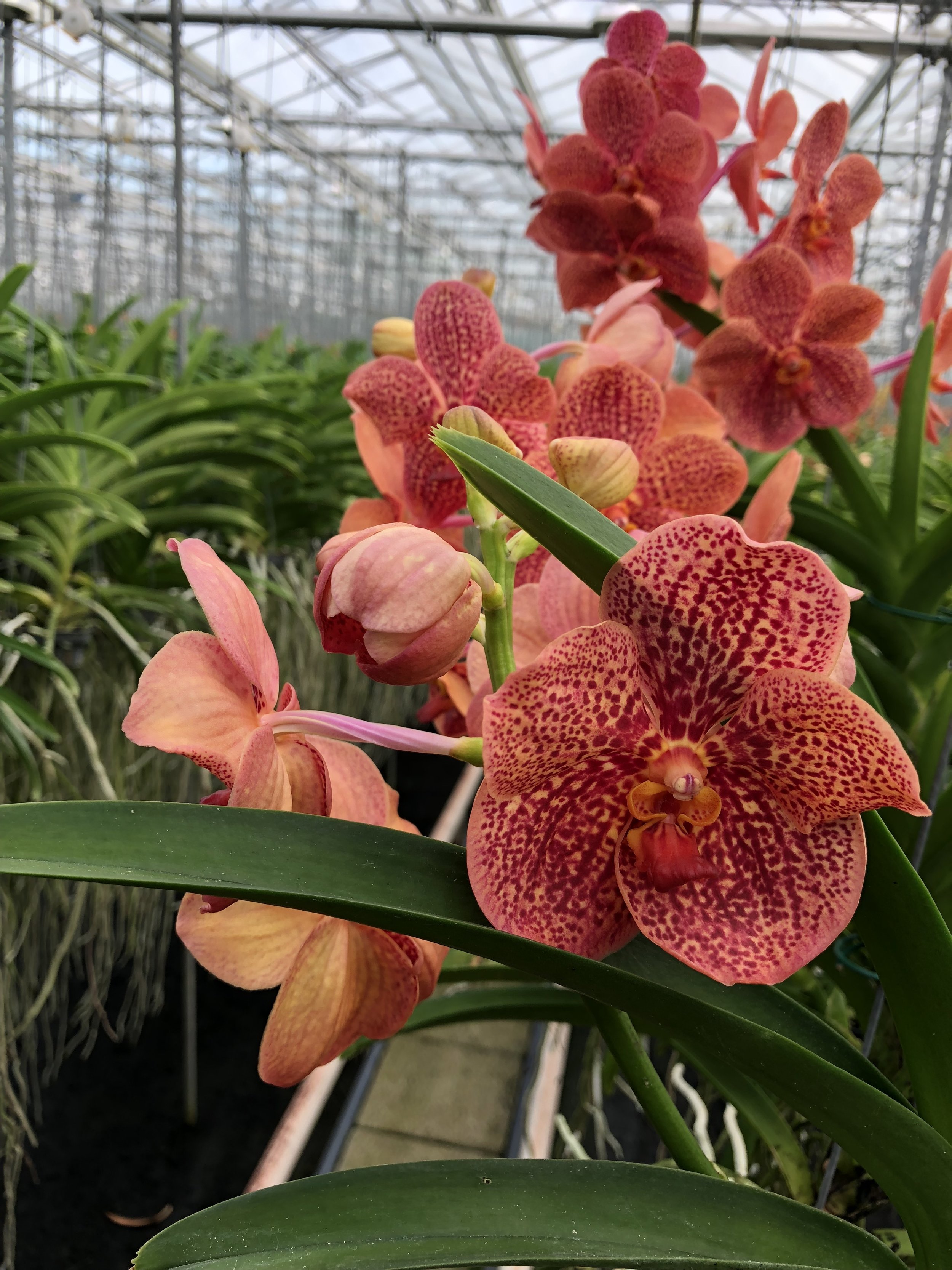 Anco Pure Vanda - The Kissters