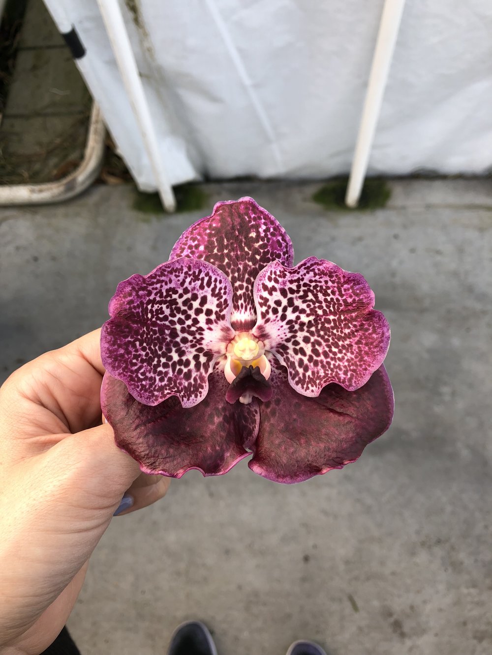 Anco Pure Vanda - The Kissters