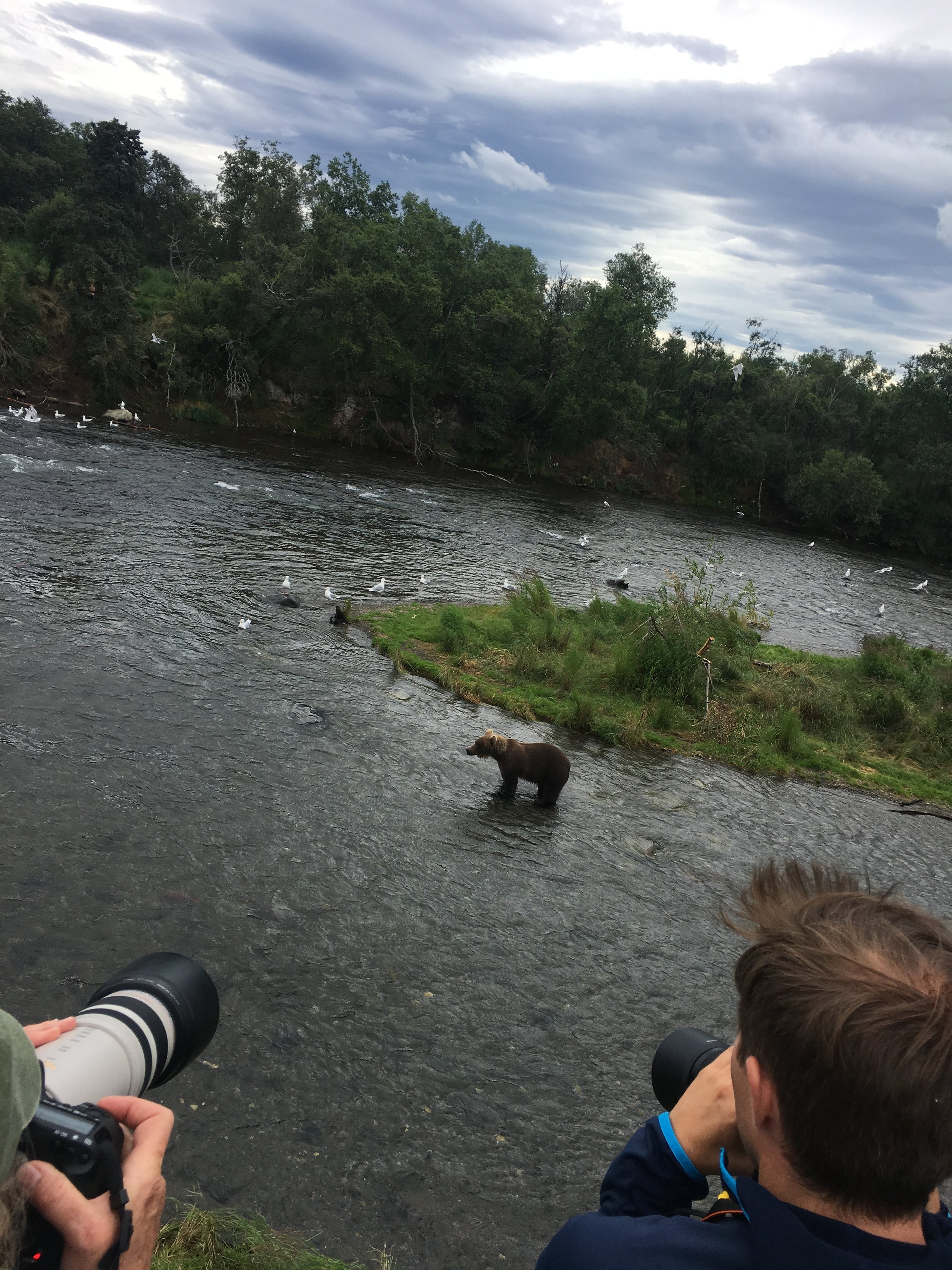 Brooks River Falls Bears - The Kissters