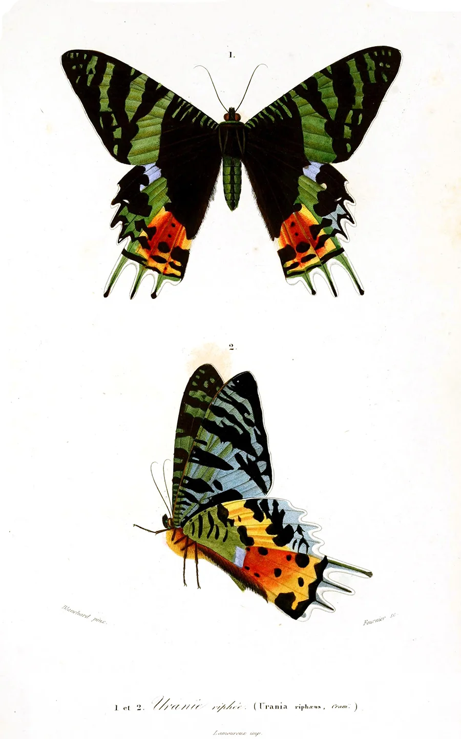 Charles D. d'Orbigny illusztrációja a tündérlepkéről a Dictionnaire universel d'histoire naturelle-ben, 1849-ből