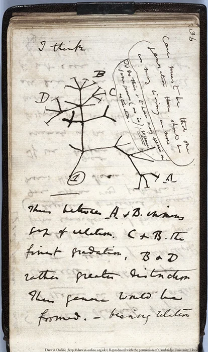 Darwin naplórészlete