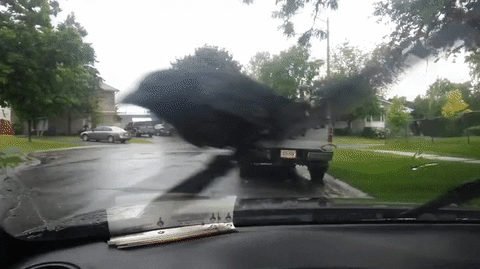 blog EB 2.gif