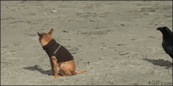 blog EB 3.gif