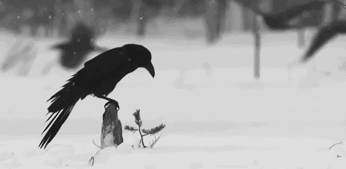EBs 2.gif