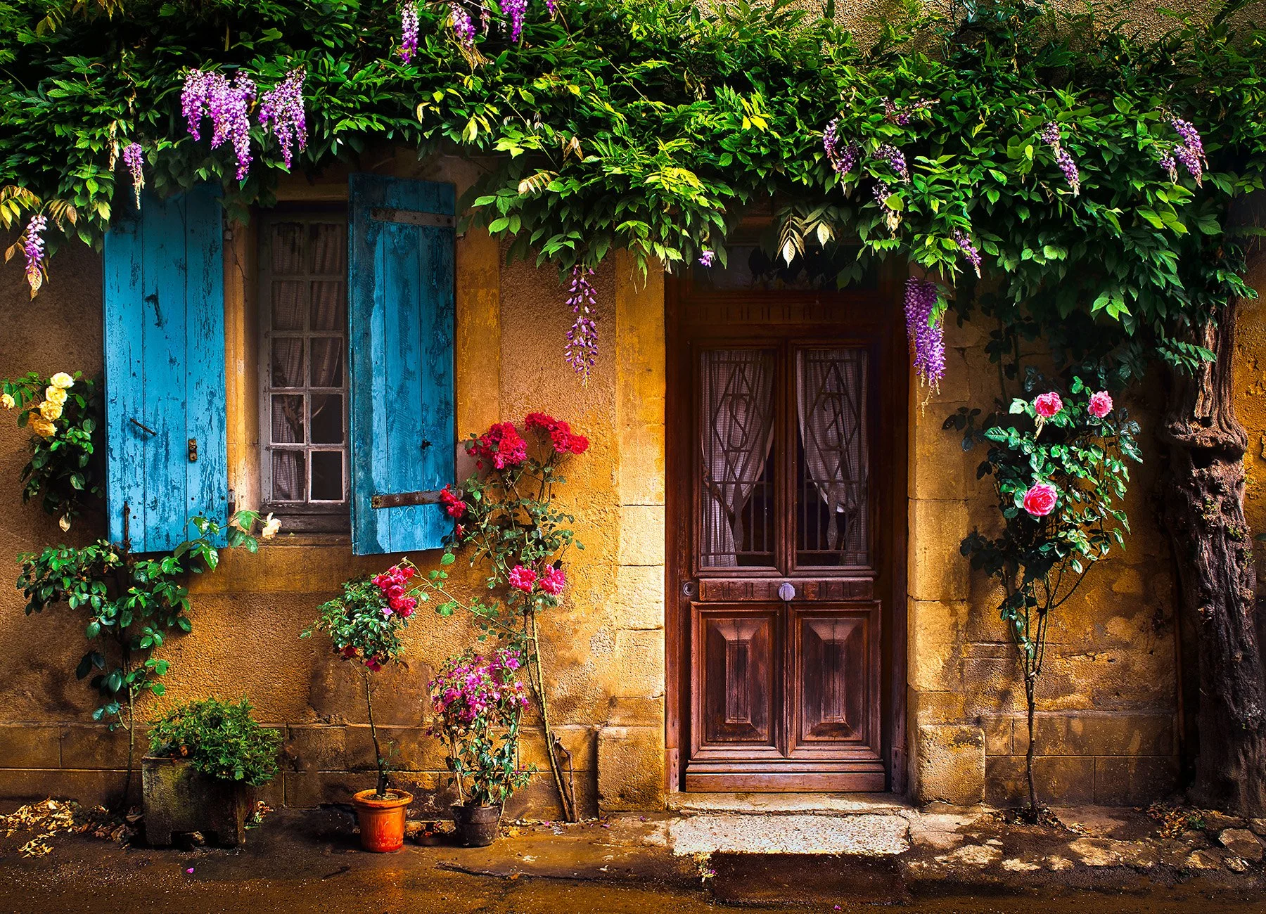 20096 La Vigne des Fleurs (PL) WEB.jpg