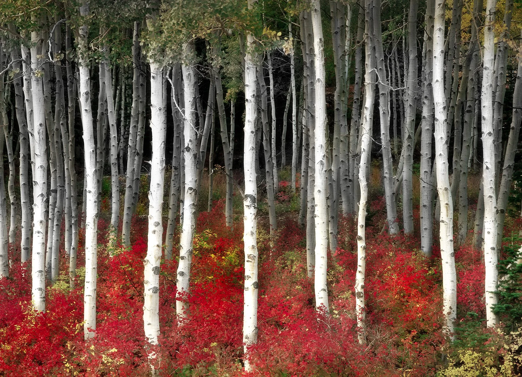 20524 Aspen Grove (PL) WEB.jpg