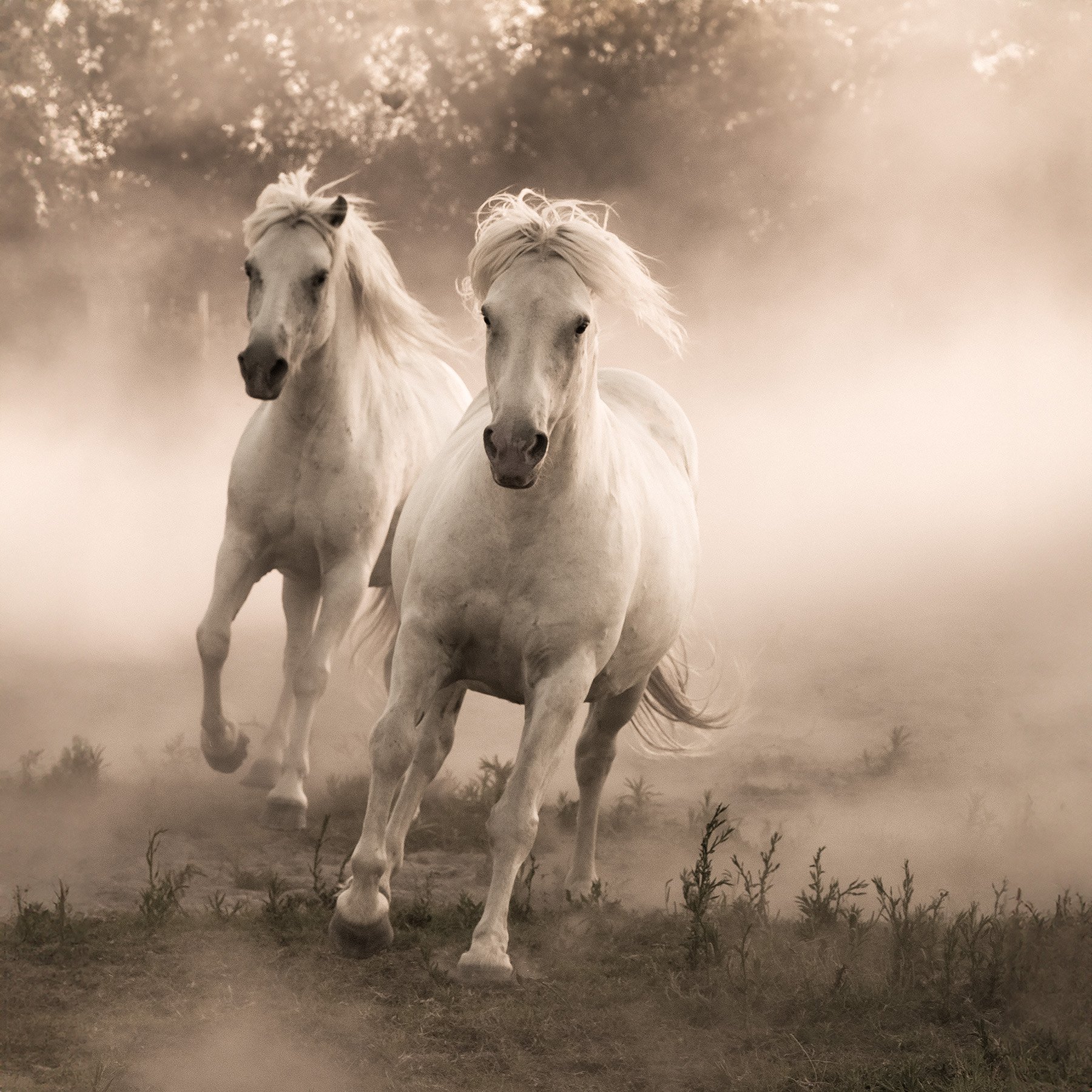 The Contender (S) WEB.jpg