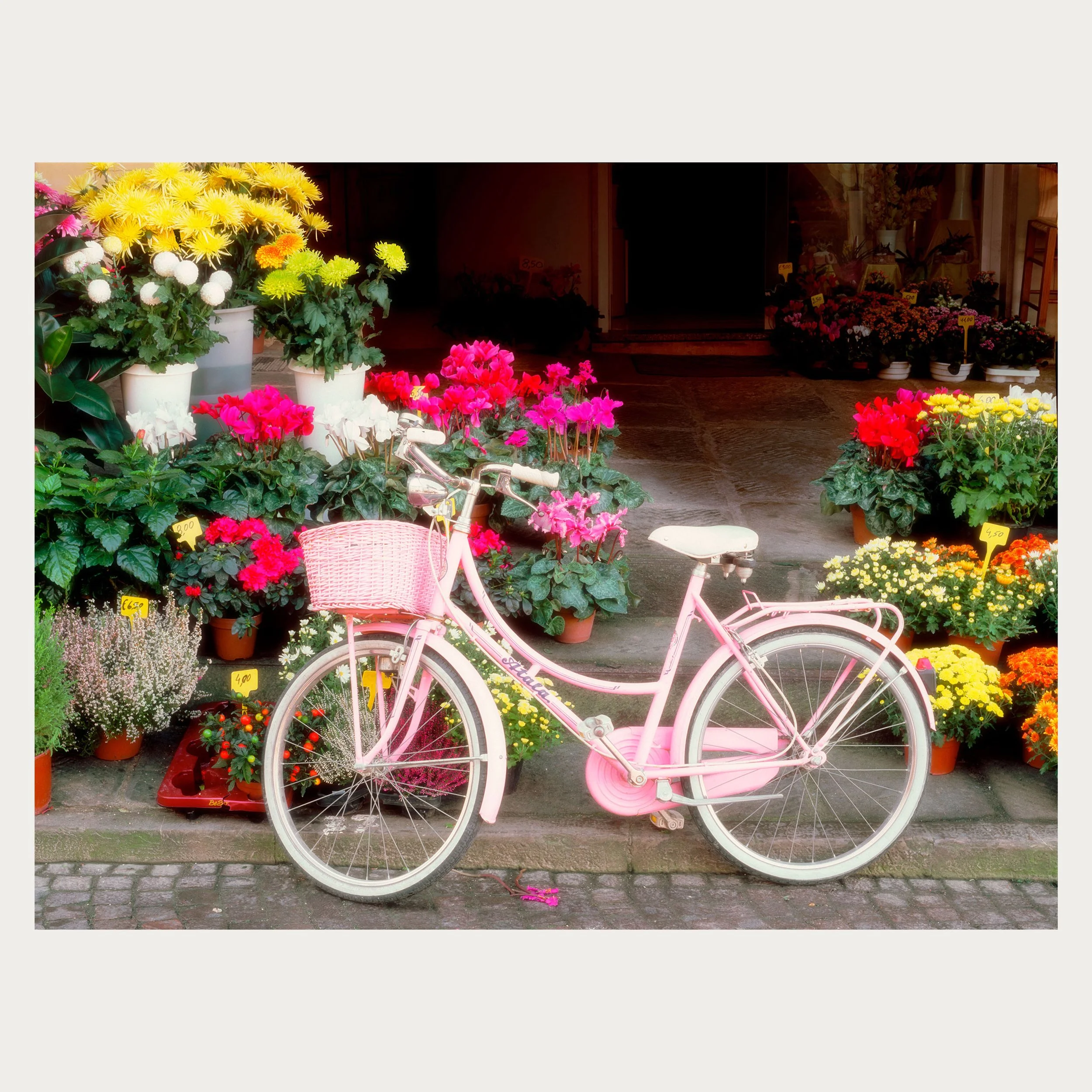 20262---Pedals-&-Petals-(PL).jpg1.jpg