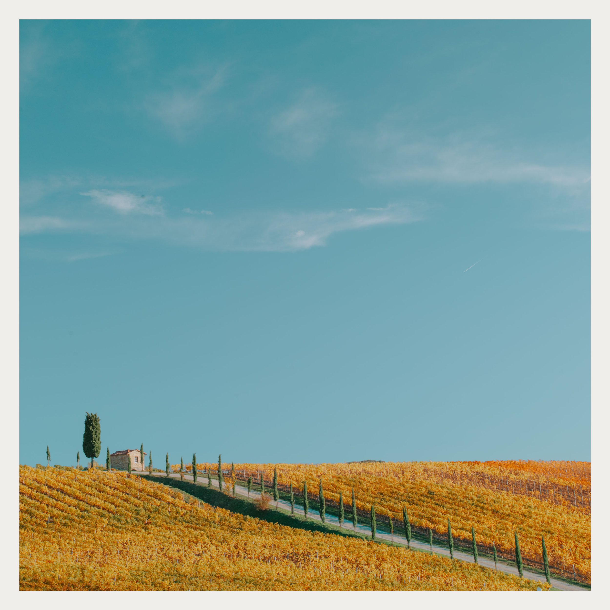 The Vineyard WEB.jpg