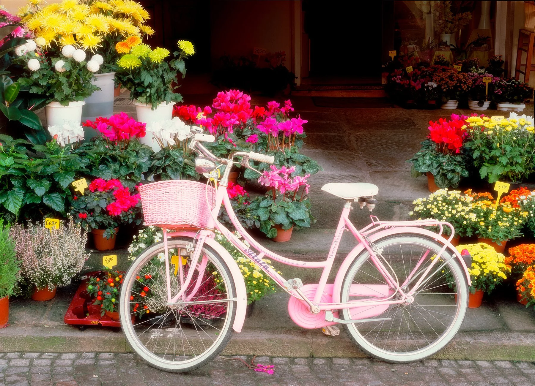 20262 Pedals & Petals (PL) WEB.jpg