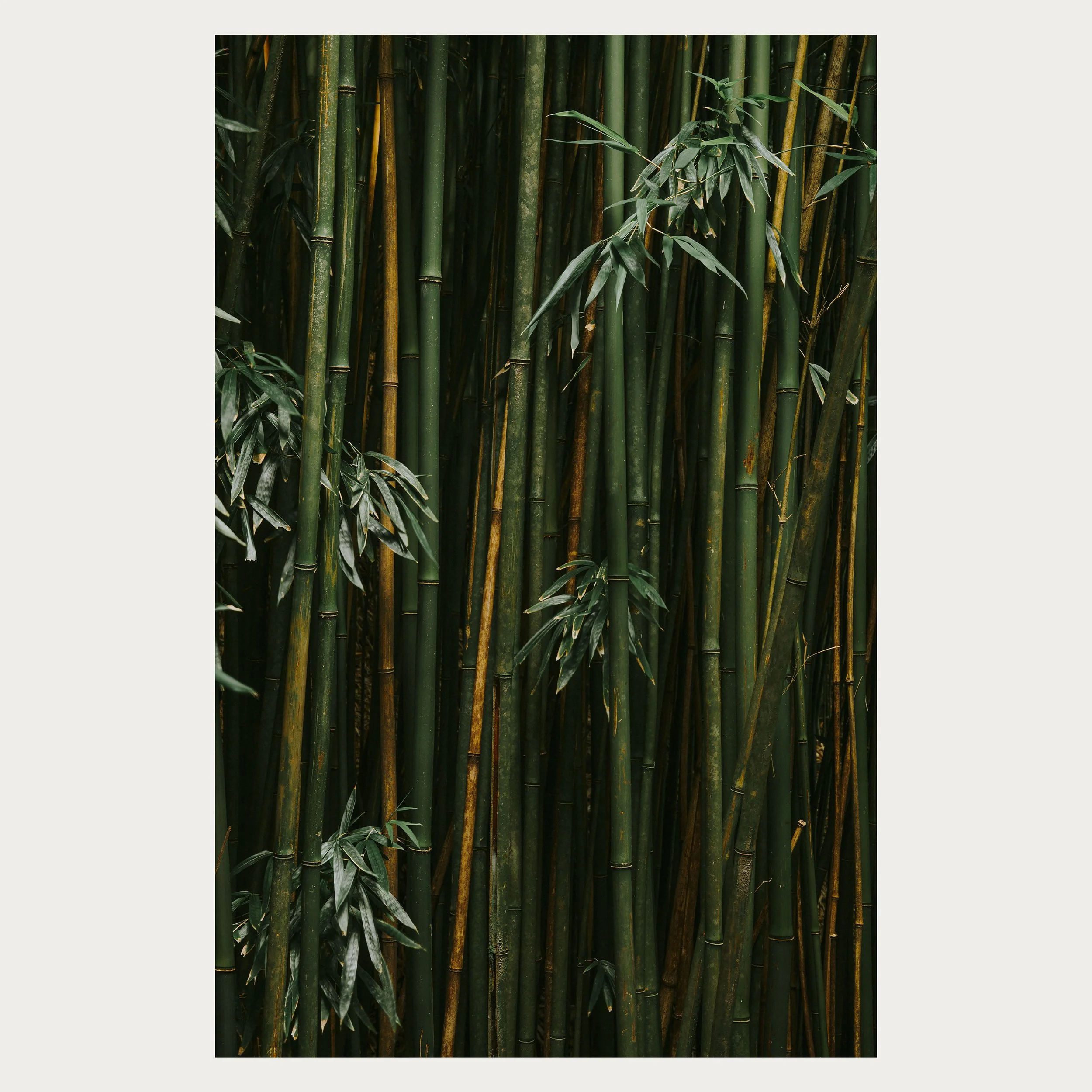 Bamboo I WEB.jpg
