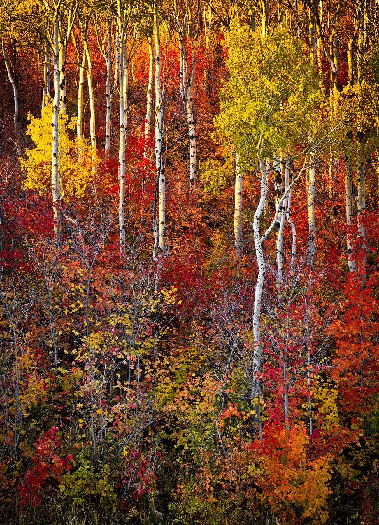 20439 Radiance (PL) WEB.jpg
