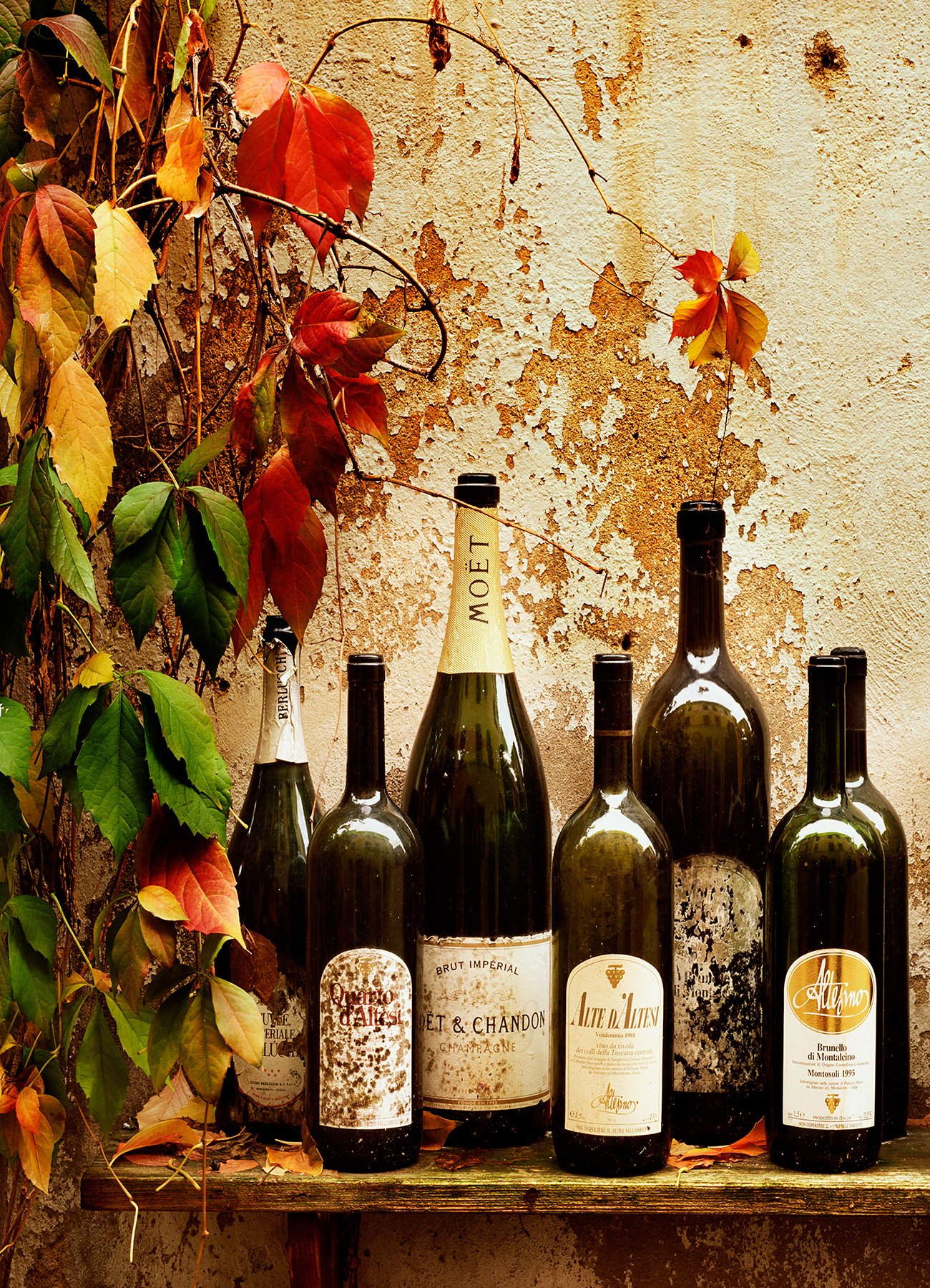 20360 Wine Harvest (PL) WEB.jpg