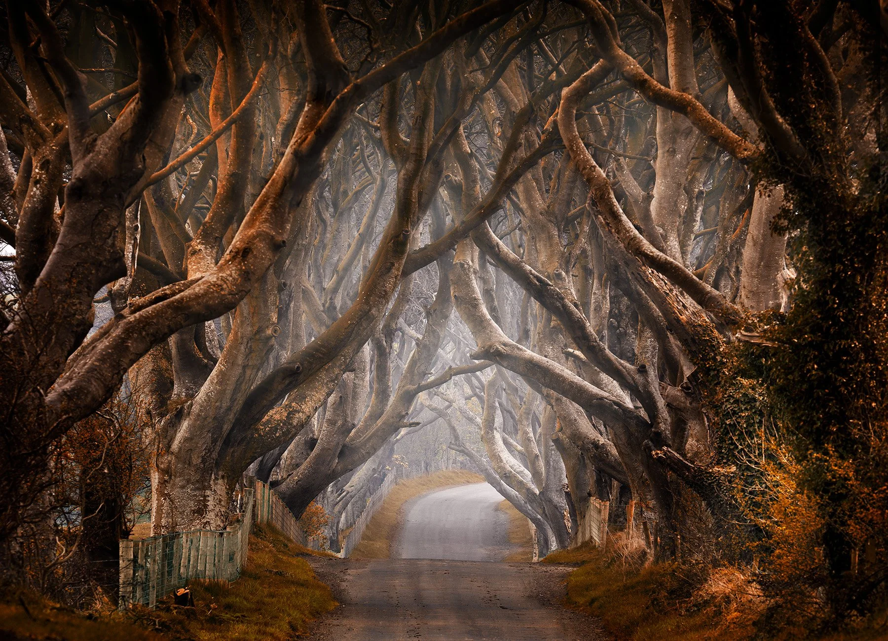 20403 Enchanted (PL) WEB.jpg
