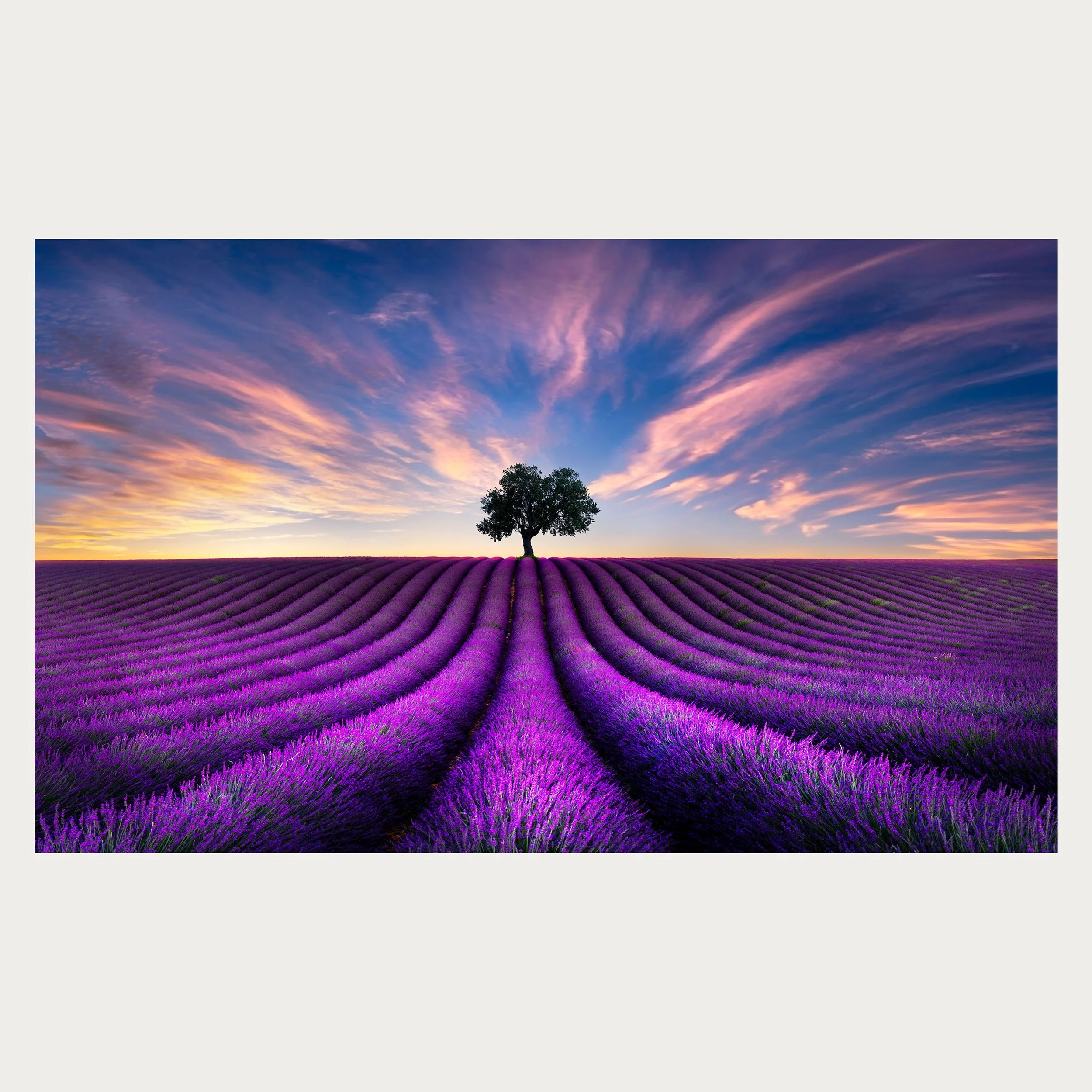 20683---Lavender-Fields-Forever-(TP).jpg1.jpg