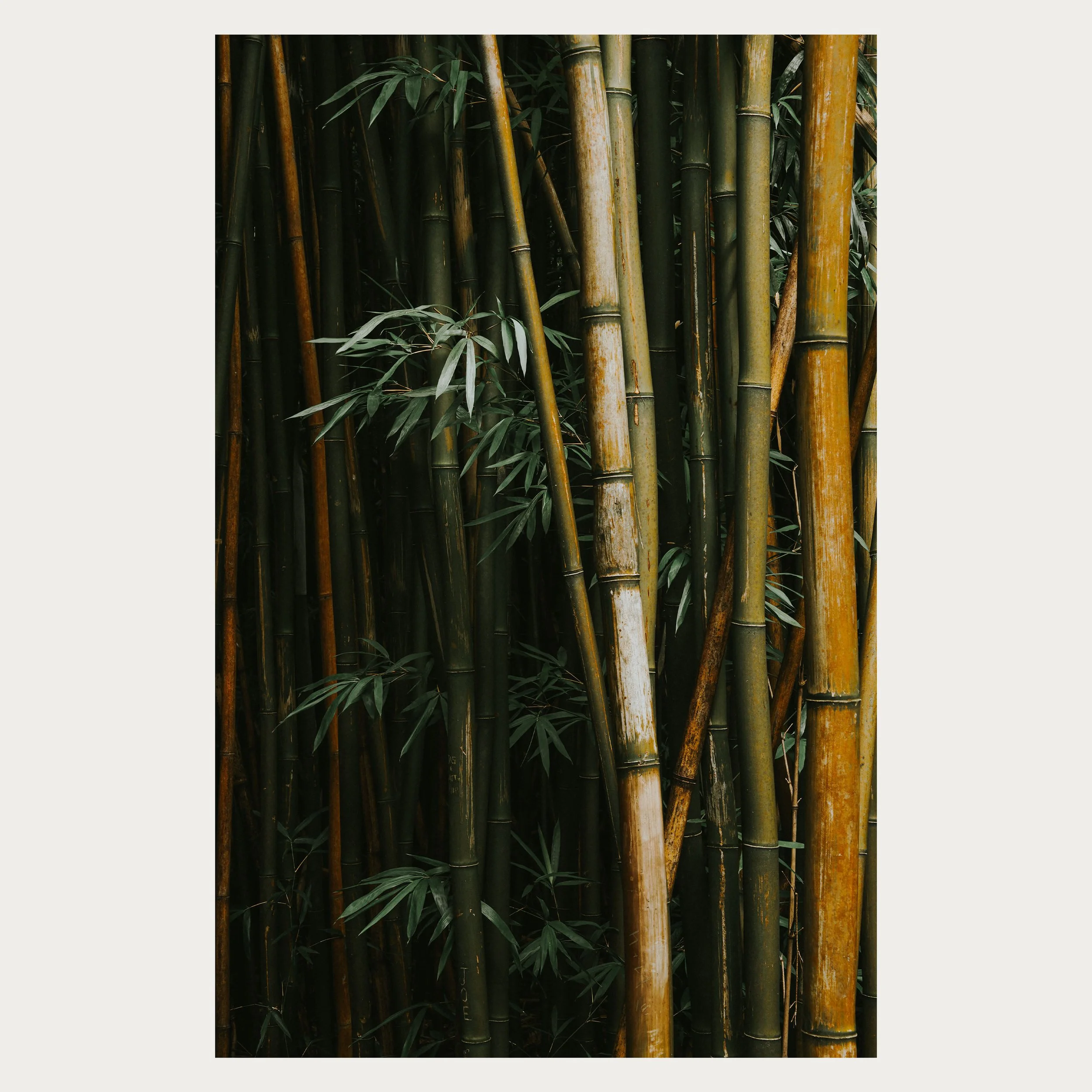 Bamboo III WEB.jpg